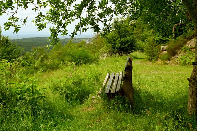 罗马若想在 罗马若想在